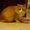 Рыжий кот Вася ищет дом - Изображение #4, Объявление #1512111