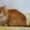 Рыжий кот Вася ищет дом - Изображение #3, Объявление #1512111