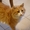 Рыжий кот Вася ищет дом - Изображение #5, Объявление #1512111