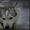 питомник предлагает щенков сибирской хаски  - Изображение #3, Объявление #1512386