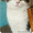 Шуня - плюшевая кошка в дар! - Изображение #2, Объявление #1505014