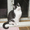 Шуня - плюшевая кошка в дар! - Изображение #3, Объявление #1505014