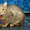 Мишка - крупный самостоятельный котик в дар! - Изображение #2, Объявление #1504060