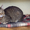 Мишка - крупный самостоятельный котик в дар! - Изображение #4, Объявление #1504060