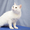 Спотти - загадочная белоснежная кошка в дар! - Изображение #1, Объявление #1508285