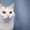 Спотти - загадочная белоснежная кошка в дар! - Изображение #2, Объявление #1508285