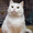 Спотти - загадочная белоснежная кошка в дар! #1508285