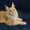 Кошечка Мейн-кун - Изображение #3, Объявление #1514697