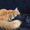 Кошечка Мейн-кун - Изображение #5, Объявление #1514697