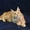 Кошечка Мейн-кун - Изображение #7, Объявление #1514697