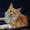 Очаровательный котик Мейн-кун #1514699