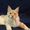 Очаровательный котик Мейн-кун - Изображение #2, Объявление #1514699