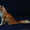 Очаровательный котик Мейн-кун - Изображение #5, Объявление #1514699