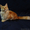 Очаровательный котик Мейн-кун - Изображение #6, Объявление #1514699