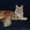Очаровательный котик Мейн-кун - Изображение #7, Объявление #1514699