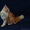Очаровательный котик Мейн-кун - Изображение #9, Объявление #1514699