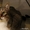 Барсик - уютный и домашний котик в дар!  - Изображение #3, Объявление #1515474
