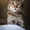 Гриша - трогательный косоглазый котик в дар! - Изображение #1, Объявление #1515472