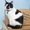 Мурзик - безумно ласковый черно-белый котик в дар! - Изображение #4, Объявление #1515473