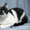 Мурзик - безумно ласковый черно-белый котик в дар! - Изображение #6, Объявление #1515473
