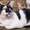 Мурзик - безумно ласковый черно-белый котик в дар! - Изображение #2, Объявление #1515473