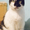 Мурзик - безумно ласковый черно-белый котик в дар! - Изображение #5, Объявление #1515473