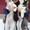 Чистопородные щенки Сибирской Хаски - Изображение #3, Объявление #1522389