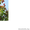 саженцы фундука краснолистного и зеленолистного - Изображение #2, Объявление #1535578