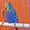 Волнистый попугай птенцы - Изображение #1, Объявление #1535605
