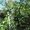 саженцы чёрной малины Кумберленд с закрытой корневой системой.  #1535671