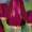 Цветы. Голландские Тюльпаны к 8 марта оптом от производителя. - Изображение #3, Объявление #1540544
