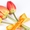 Цветы. Голландские Тюльпаны к 8 марта оптом от производителя. - Изображение #5, Объявление #1540544
