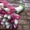 Цветы. Голландские Тюльпаны к 8 марта оптом от производителя. - Изображение #7, Объявление #1540544
