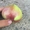 Белорусские яблоки оптом - Изображение #1, Объявление #1545908
