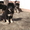 Прекрасные щенки тибетского мастифа #1541360