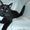Котенок Марсик ищет дом - Изображение #1, Объявление #1538961