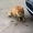 Рыжий кот (потеряшка,  Боровая) #1549120