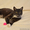 Кошечка Дашка хочет домой - Изображение #2, Объявление #1559533
