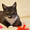 Кошечка Дашка хочет домой - Изображение #1, Объявление #1559533