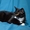 Котенок Макс в дар - Изображение #2, Объявление #1558275
