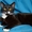 Котенок Макс в дар - Изображение #3, Объявление #1558275