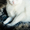 Кошечка Сайли в дар - Изображение #1, Объявление #1562119