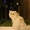 Персидские котята классик - Изображение #4, Объявление #1557163