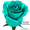 Бирюзовые розы купить в Минске - Изображение #2, Объявление #1576004
