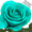 Бирюзовые розы купить в Минске - Изображение #4, Объявление #1576004