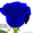 Синие розы купить в Минске - Изображение #2, Объявление #1575999