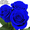 Синие розы купить в Минске - Изображение #3, Объявление #1575999