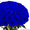 Синие розы купить в Минске - Изображение #5, Объявление #1575999
