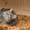 Нава - тигруша с кругленькой мордашкой - Изображение #1, Объявление #1576638