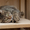 Нава - тигруша с кругленькой мордашкой - Изображение #4, Объявление #1576638